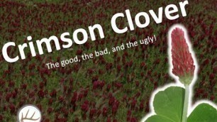 'Crimson Clover as a Deer Food Plot Forage - The Good, Bad, and Ugly'