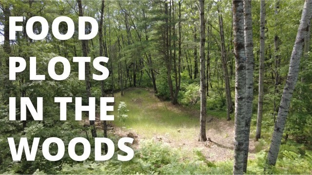 'Food Plots For Deer In The Woods'