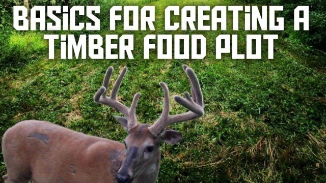 'Basics for Creating a Timber Food Plot'