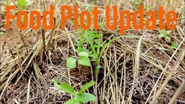 'Summer Food Plot, UPDATE: Summer Release, Lab Lab & Milpa Garden Mix'