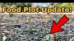 'Food Plot Update Planting A Food Plot With Almost No  Equipment'