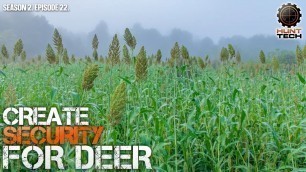 'Food Plot Screening to Funnel Deer and Create Security'