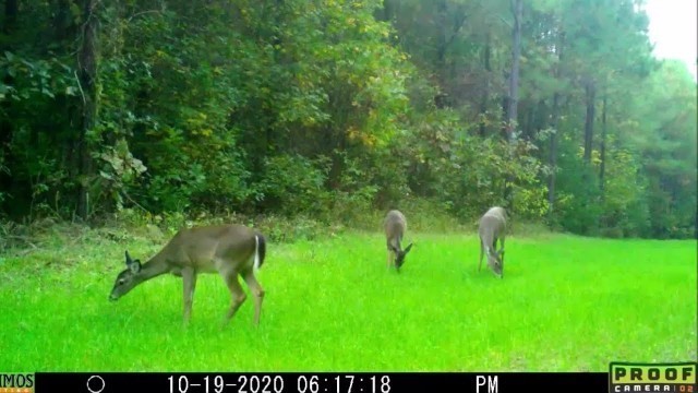 'PLOT SPIKE FORAGE FEAST FOOD PLOT 2020!'