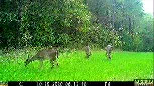 'PLOT SPIKE FORAGE FEAST FOOD PLOT 2020!'