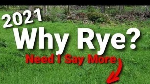 'Why Plant Rye in a Whitetail Food Plot'