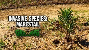 'How to Keep Weeds Down In a Food Plot without Herbicides'