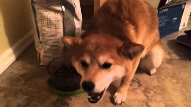 'Shiba Inu Scout munching on her food'