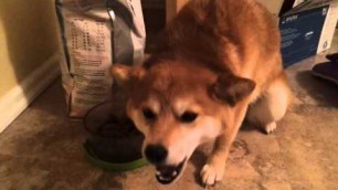 'Shiba Inu Scout munching on her food'