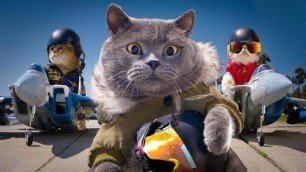 'Top Gun with Cats'