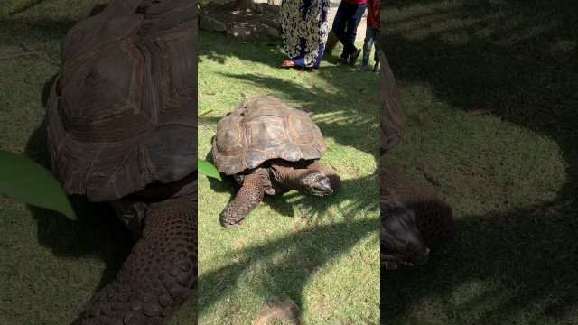 'He just want to eat some food #land turtle# |cambo flowers.'