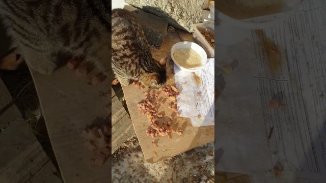 'hungry cats want eat. Gave some food'