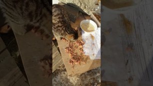 'hungry cats want eat. Gave some food'