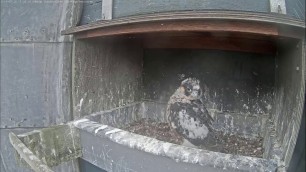 'Kortrijk Peregrine falcon - I want some food Mom, no food? Alright, are you yummy? 20190520'