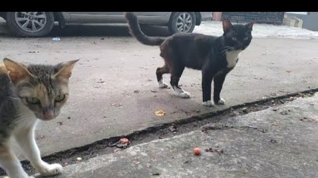 'Two stray cats approached me want some food'