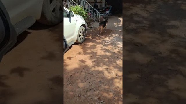 'My lovely dog want some food #shorts #dog #german #pets'