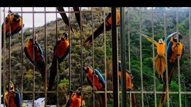 'Group of Wild Blue Gold Macaws want some Food #beautiful #cute #parrot'