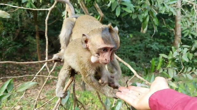 'Baby Bill Cry, All baby monkeys hungry food, Want some food before going to bed'