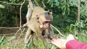 'Baby Bill Cry, All baby monkeys hungry food, Want some food before going to bed'