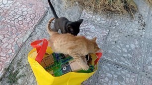 'Beautiful cats live in post office want some food'