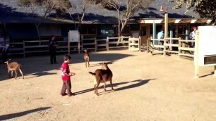 'Travel San Francisco Zoo - Goat vs man over a food dispenser'