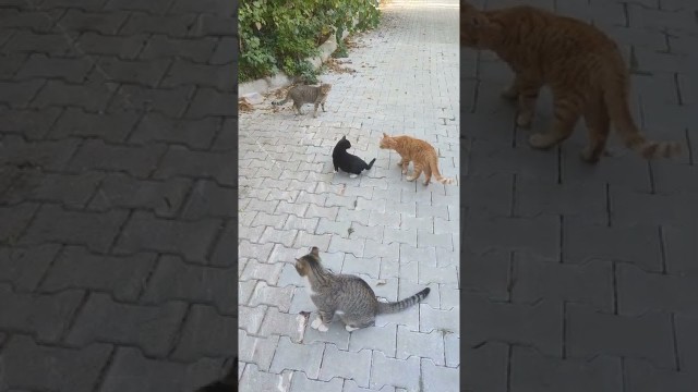 'Talkative stray cats tell me they just want some food. Lovely meows mean a lot 