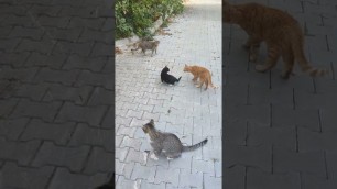 'Talkative stray cats tell me they just want some food. Lovely meows mean a lot 