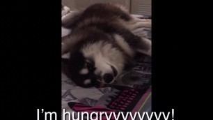 'Bart want some food..| Bart the husky'