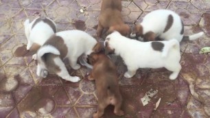 'Hungry puppies want some foods | Help the puppies have food every day'