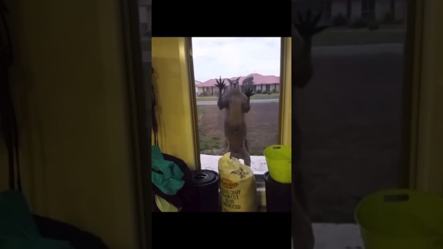 'Kangaroo Want Some Food'