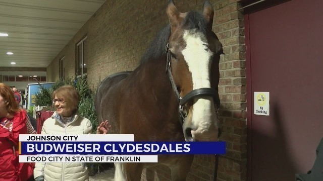 'Budweiser Clydesdales make appearance at Johnson City Food City'