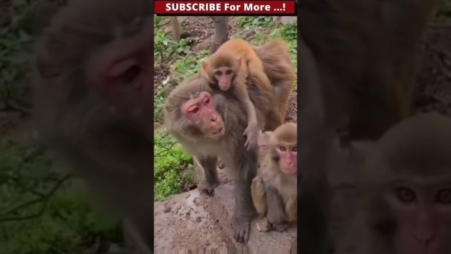 'Monkey want some food #shorts #shortviral #shortsvideo #viral #ytshortsvideo #funnymonkey #animals'