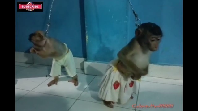 'Raja and Queen monkey want some food from mom and dady'