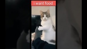 'hey wake up i want some food | listen to me now | funny cat | short'