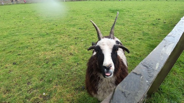 'Mr Goat want some food , Windmill Farm near Rufford Lancashire'