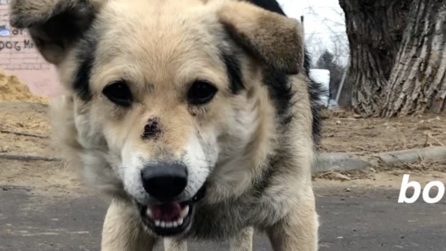 'Homeless Dogs Gang want some food'