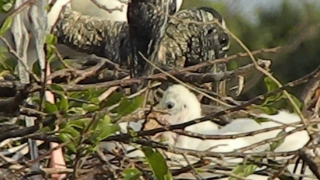 'Wood stork babies want some food but mom is busy tidying up the nest.'