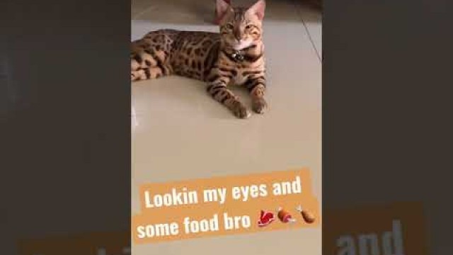 'Just want some food #bengalcat #instacat #jafahbengal 