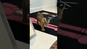 'Tiger Cub want some Food | Nouman Hassan |'