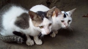 'New Two Hungry Kittens Want Some Food!'