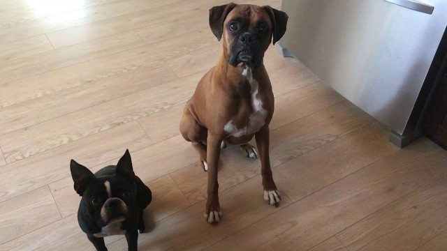 'Boxer and Boston Want Some Food'