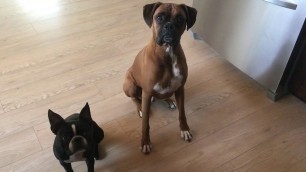 'Boxer and Boston Want Some Food'