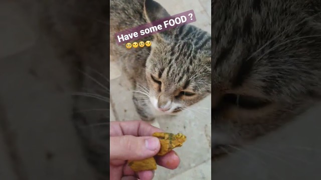 'cute hungry cat want some food , so i ...'