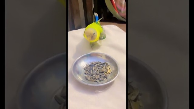 'Parrot- my cute coco want some food! Cute funny video'