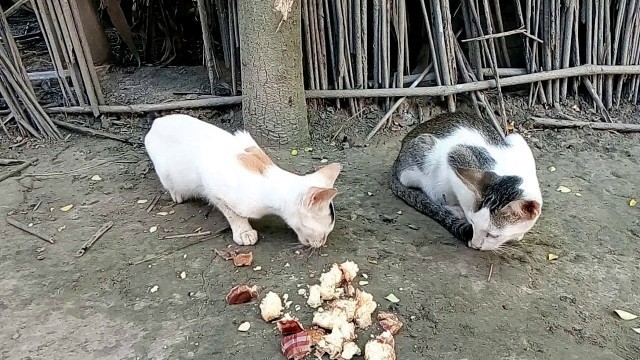 'Two Hungry Kittens Want Some Food!'