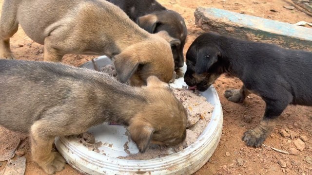 'Puppies were so hungry and want some food, Rescue poor puppies'