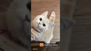 'O.M.G So Cute Cat Want Some Food