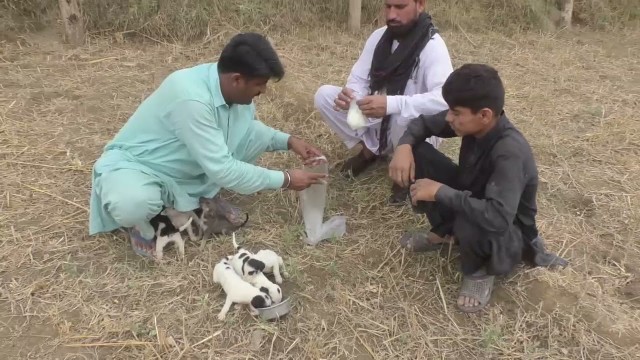 'AFTER THE DEATH OF MOTHER DOG HUNGRY PUPPIES WANT SOME FOOD GIVING FOOD TO THEM'