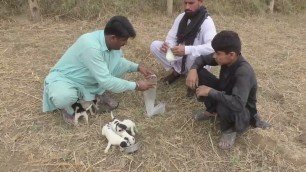 'AFTER THE DEATH OF MOTHER DOG HUNGRY PUPPIES WANT SOME FOOD GIVING FOOD TO THEM'