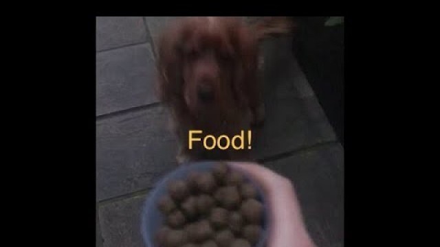 'Want some food? - Cute golden cocker spaniel!'