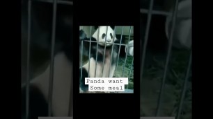 'hungry panda want some food#viral #youtubeshorts #animals #panda'